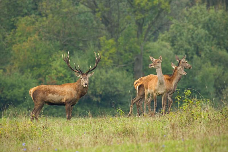 Natur Rehe Sued-Elm Seniorenheim